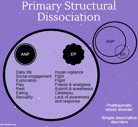 A graphic representing primary structural dissociation of the self. It shows a circle with a single ANP - which contains all daily life functions - partially overlapping with a single EP, which contains all trauma-related functions. These functions are listed out. Additionally, the image lists posttraumatic stress disorder and simple dissociative disorders as conditions that involve primary SD.